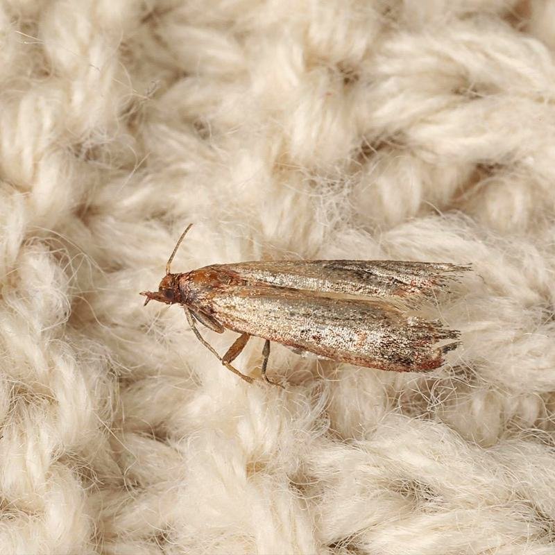 Mite de la laine posée sur une laine écrue, vue macro